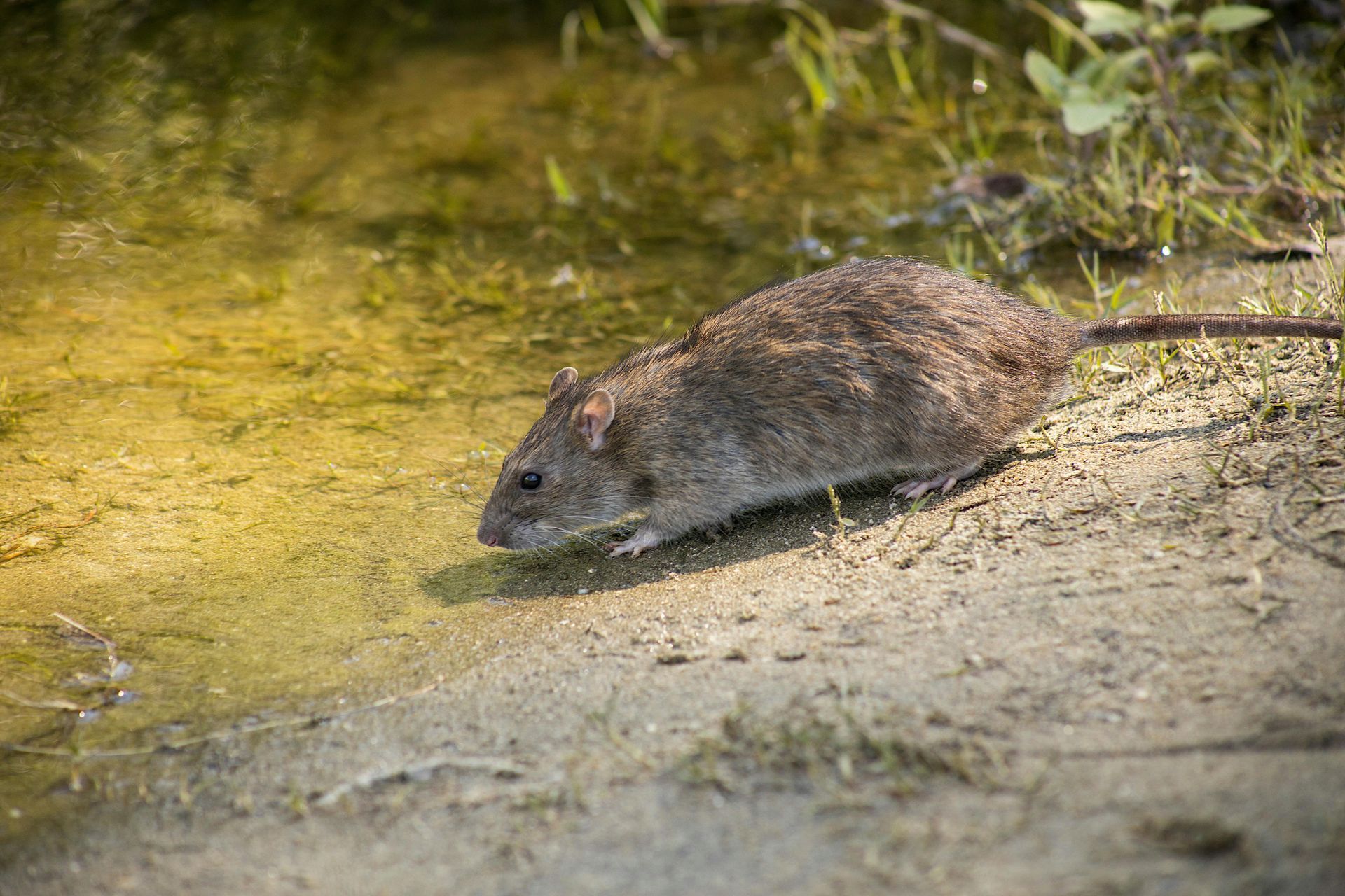 leptospirosis and rats in water