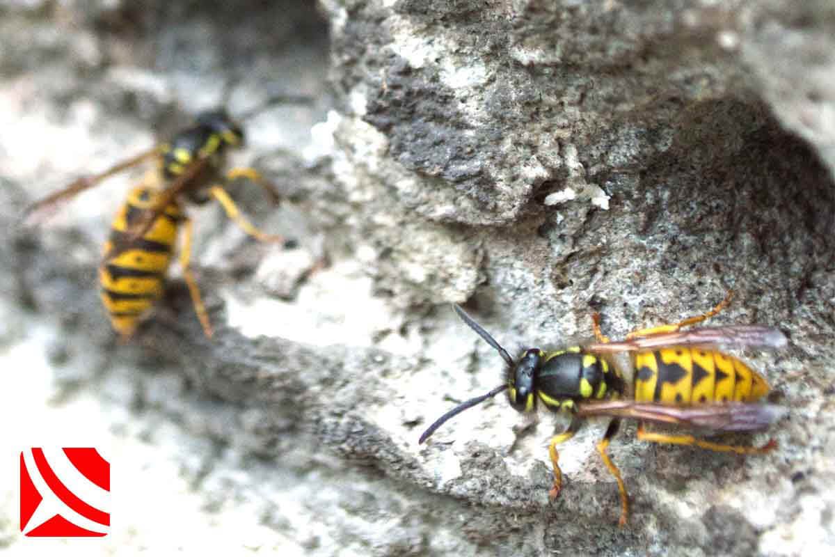 bristol wasp control