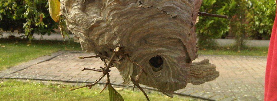 Bristol wasp nest removal expert treating infestation