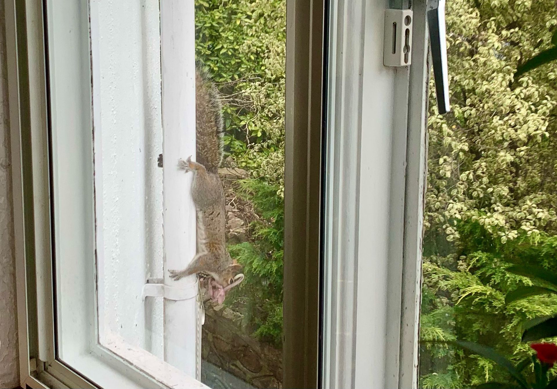 grey squirrel with baby in mouth leaving a building in Bristol