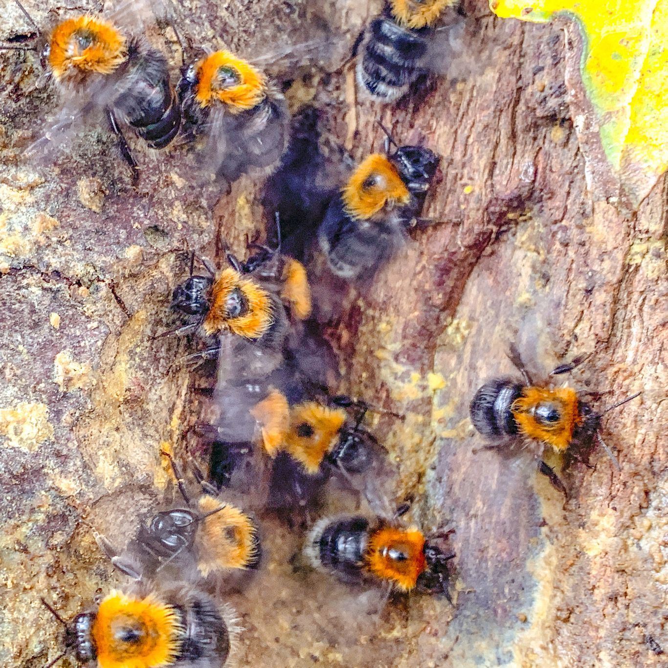 tree bumble bees in garden