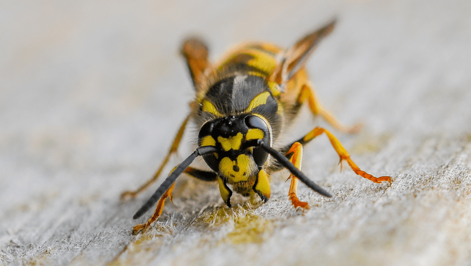 why wasps chase you