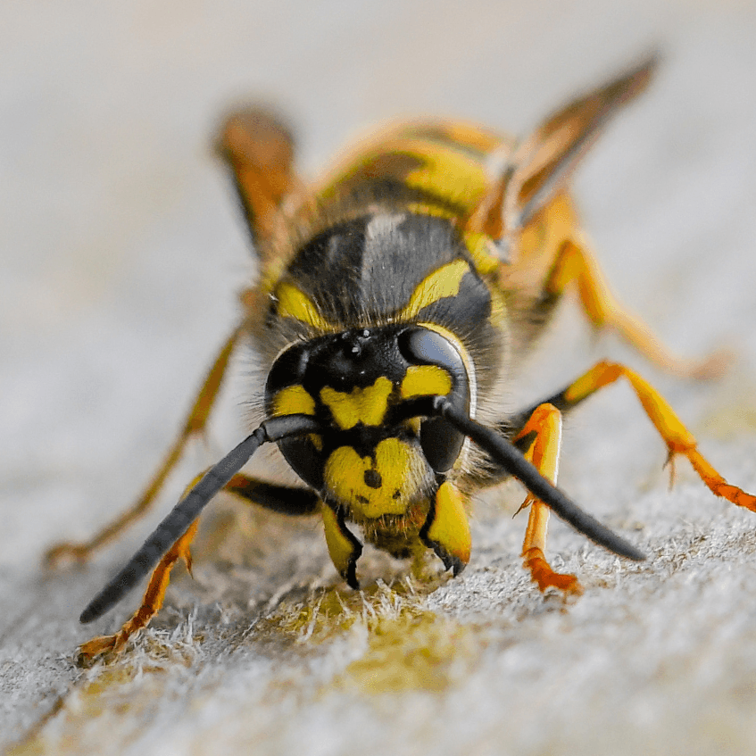 wasp - bristol pest control