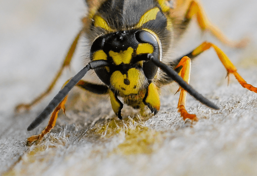 Wasp control bristol