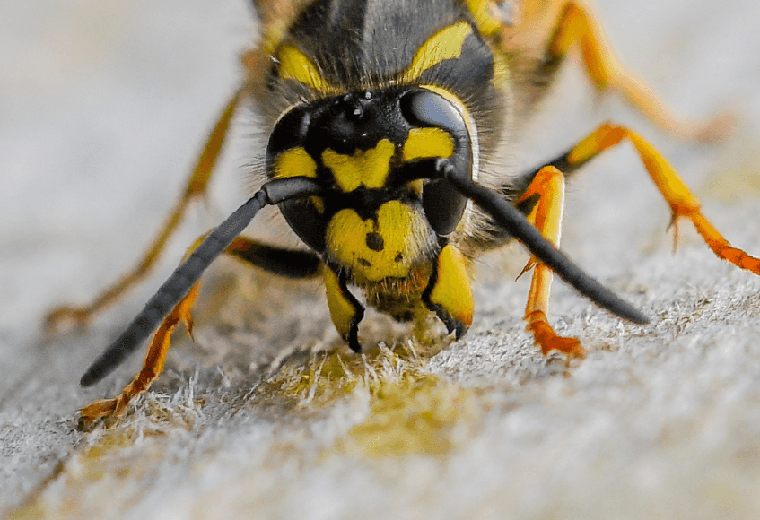 wasp control in bristol and bath Wasp control bristol