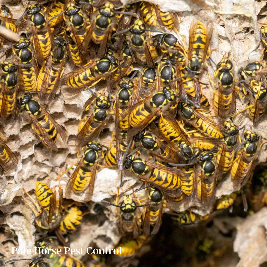 wasps in a damaged nest