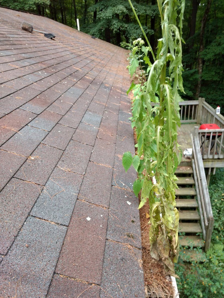 Gutter With Plants — Hadley, MA — Family Window Cleaning & Property Maintenance