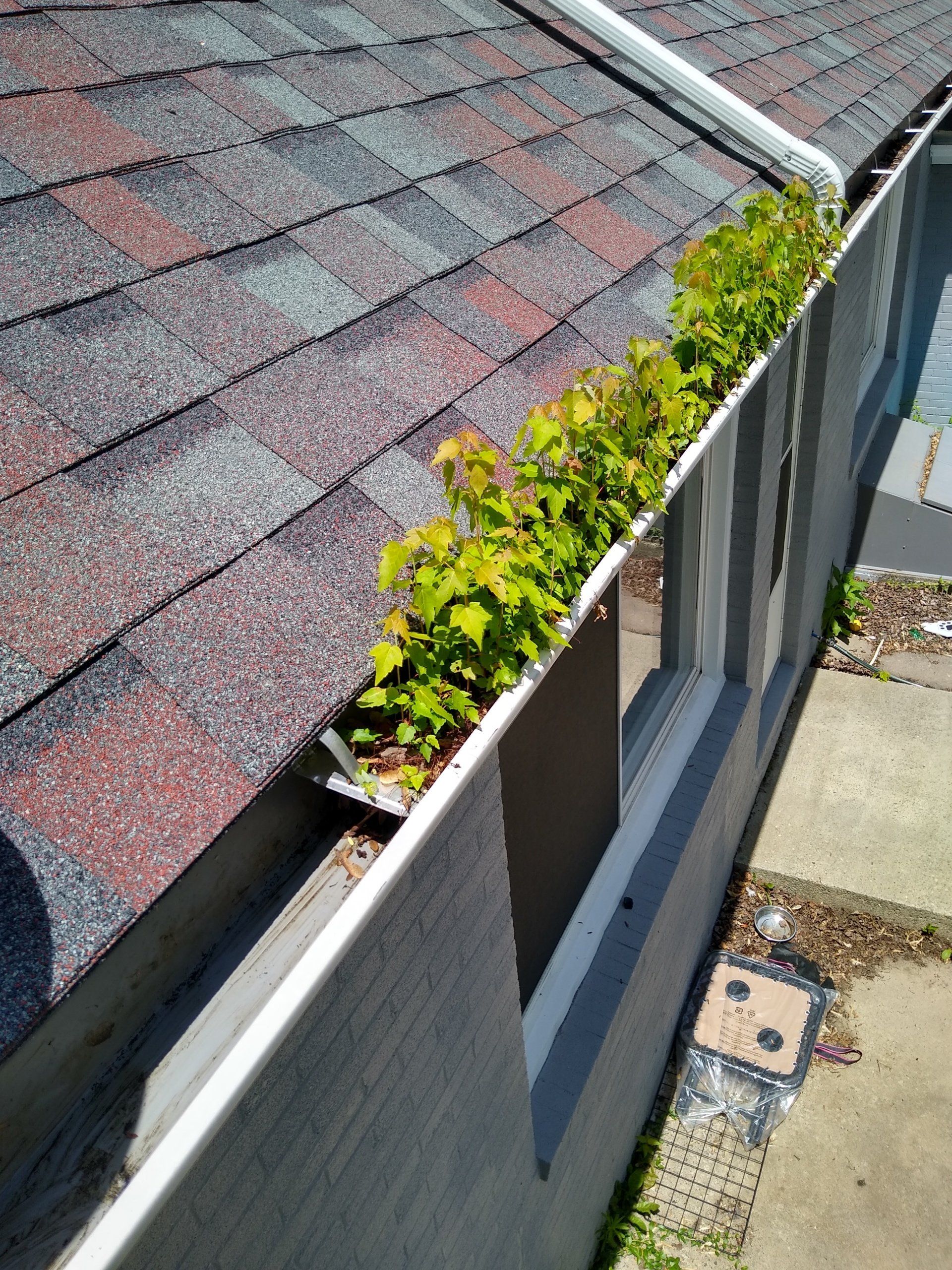 Client House Gutter with Leaves — Hadley, MA — Family Window Cleaning & Property Maintenance