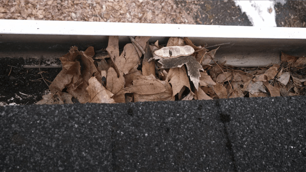 Gutter Leaves — Hadley, MA — Family Window Cleaning & Property Maintenance