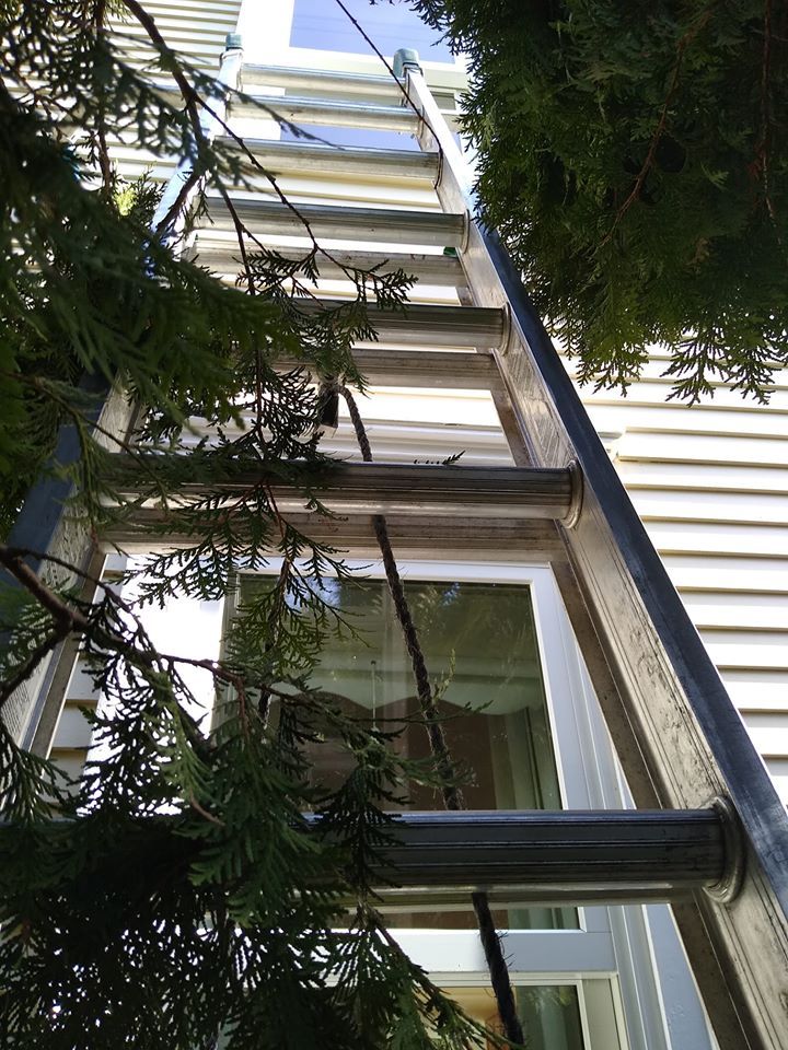 Ladder On Front House With Tree — Hadley, MA — Family Window Cleaning & Property Maintenance