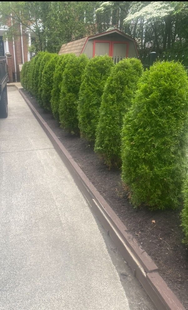 A row of green bushes along the side of a driveway.