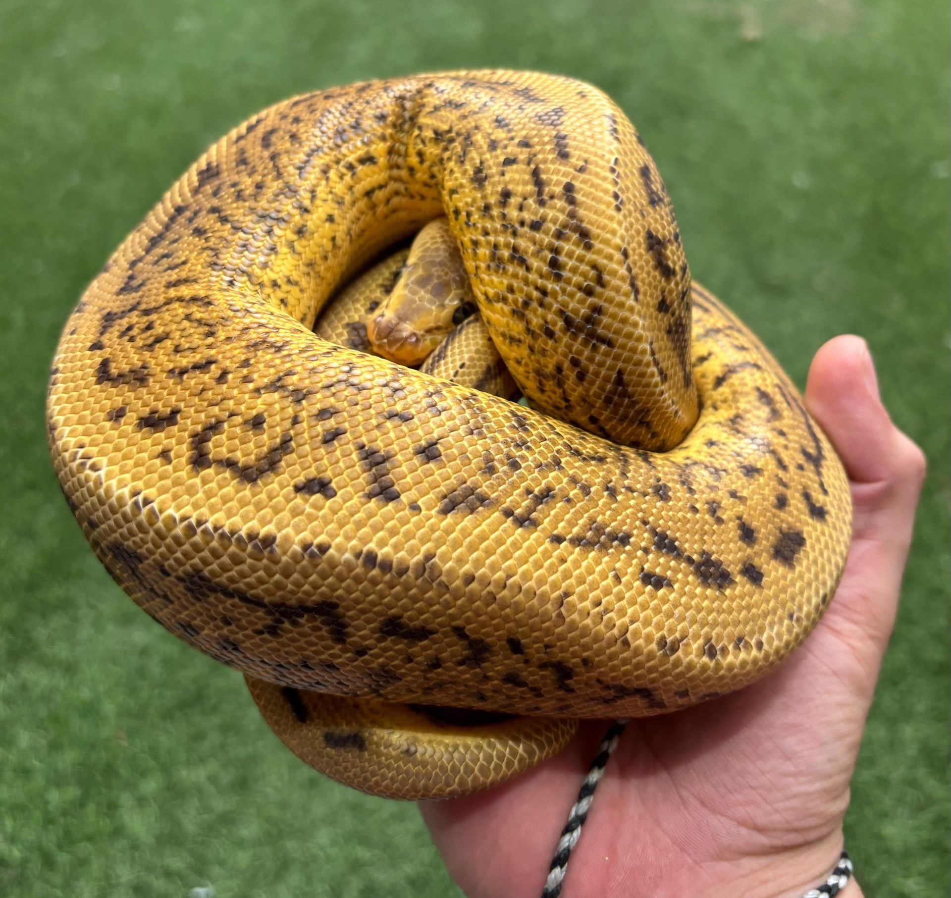 Confusion Pinstripe Enchi Pastel YB en Venta