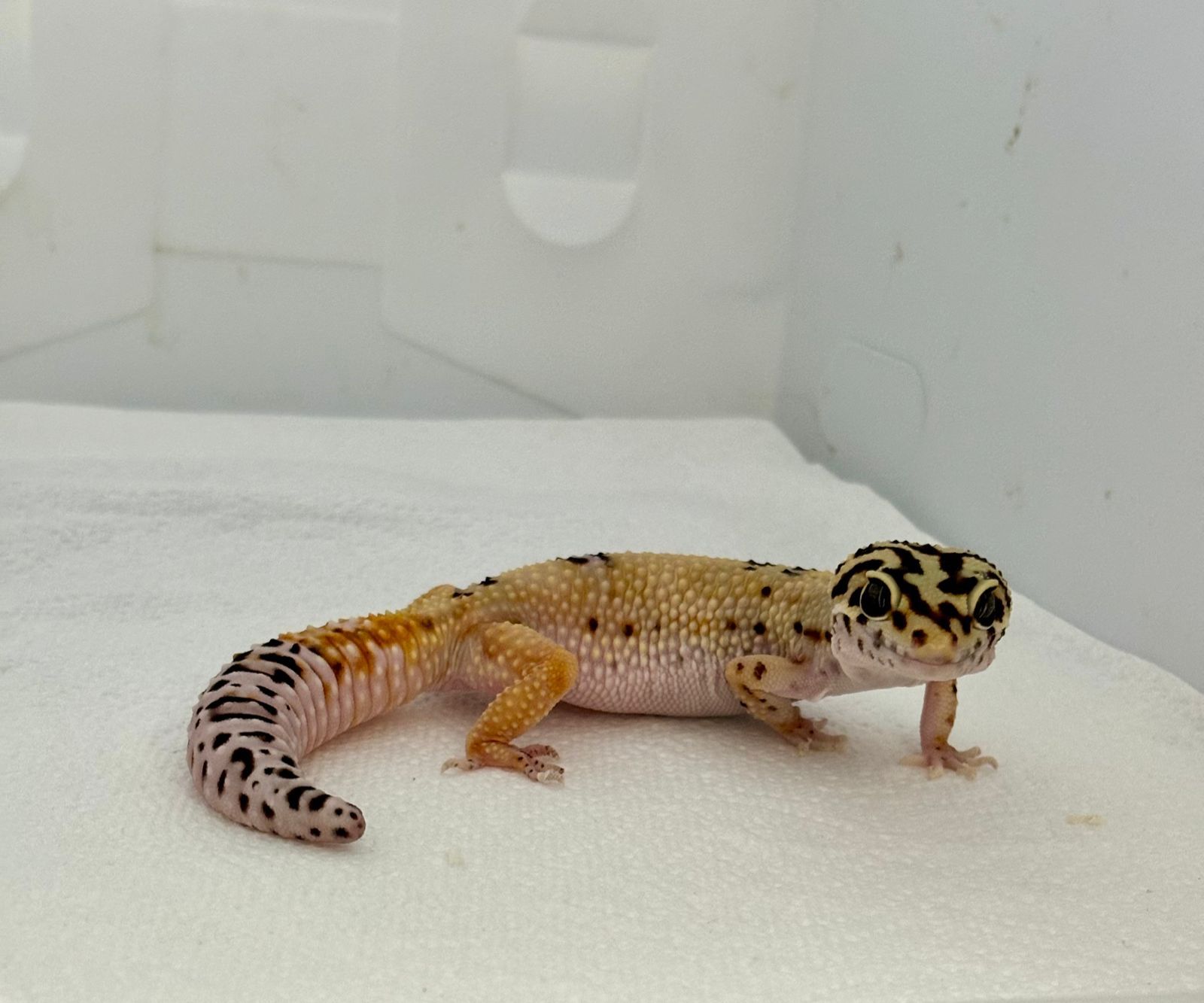 Geckos Leopardo en venta