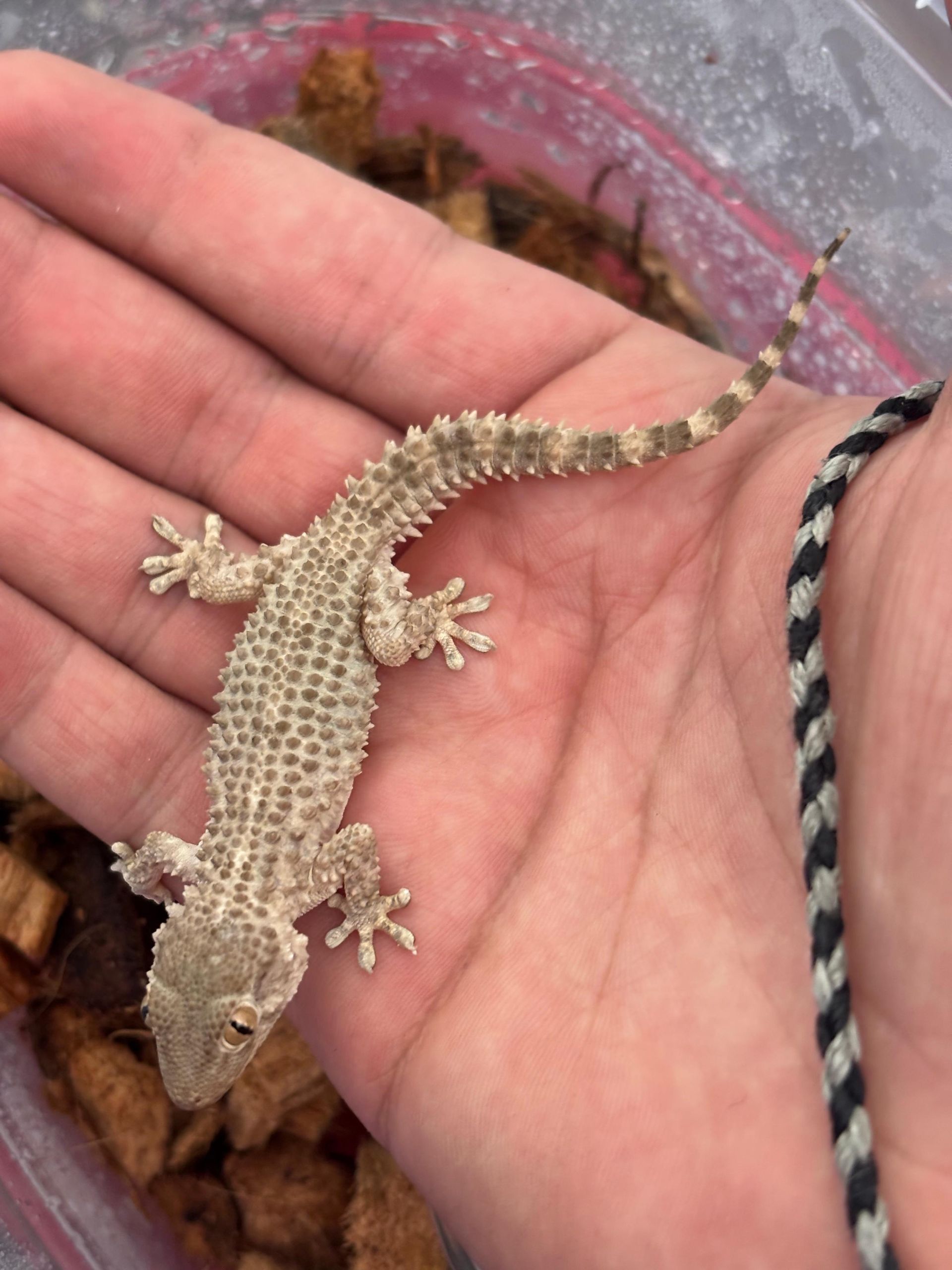 Geckos en Venta
