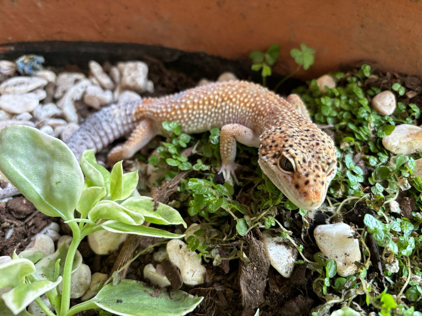 Geckos Leopardo en Venta