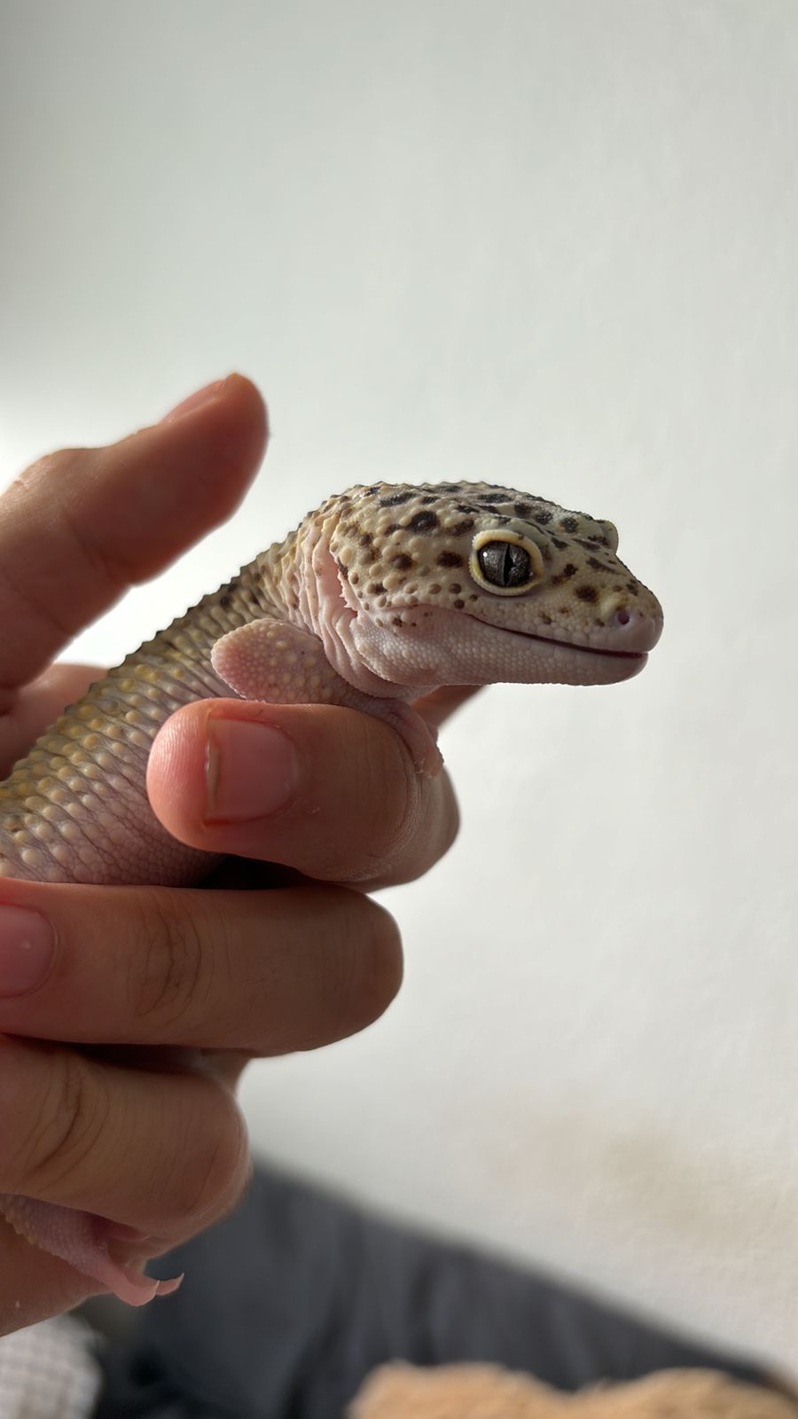 Geckos Leopardo en venta