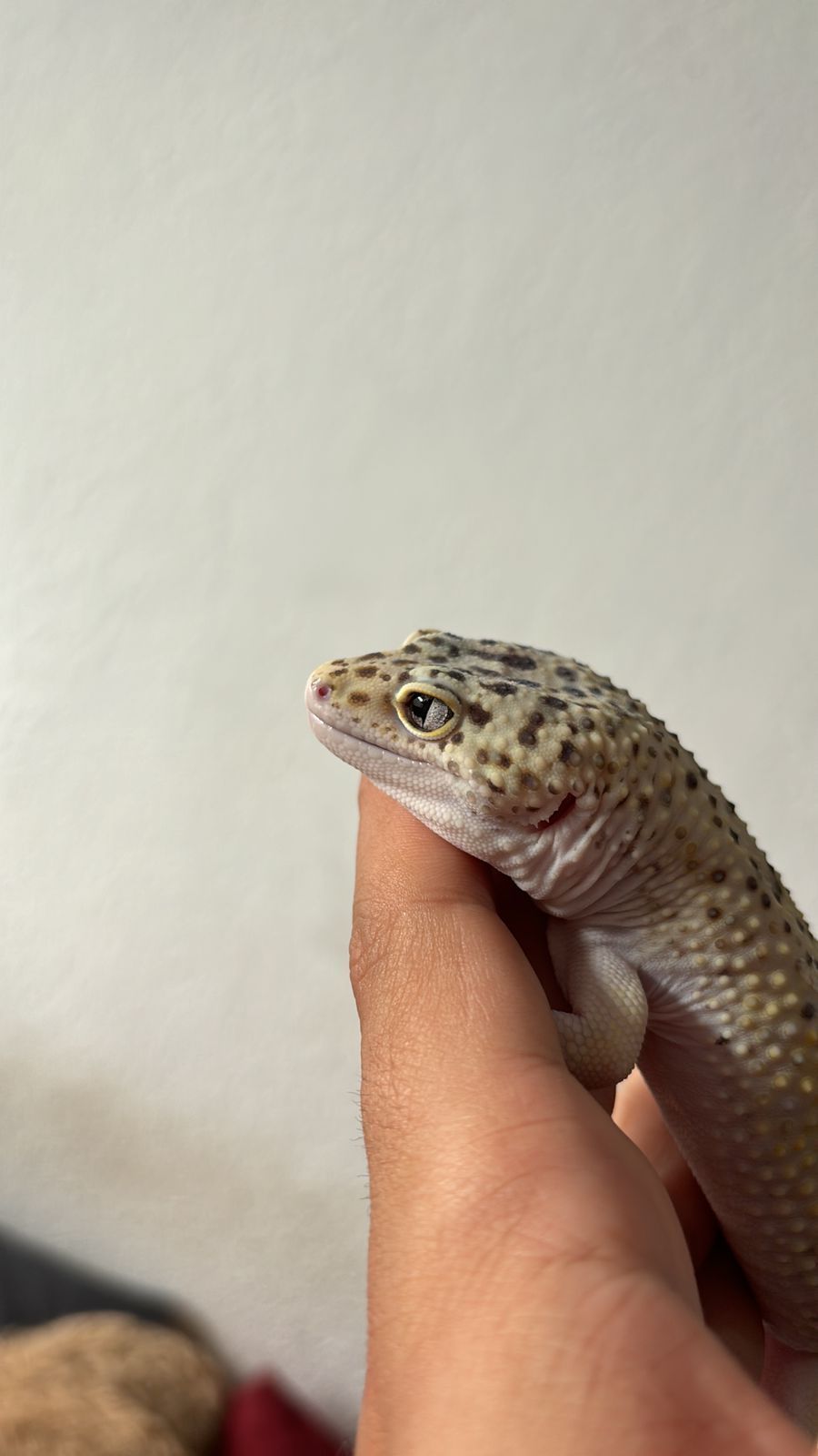 Geckos Leopardo en Venta