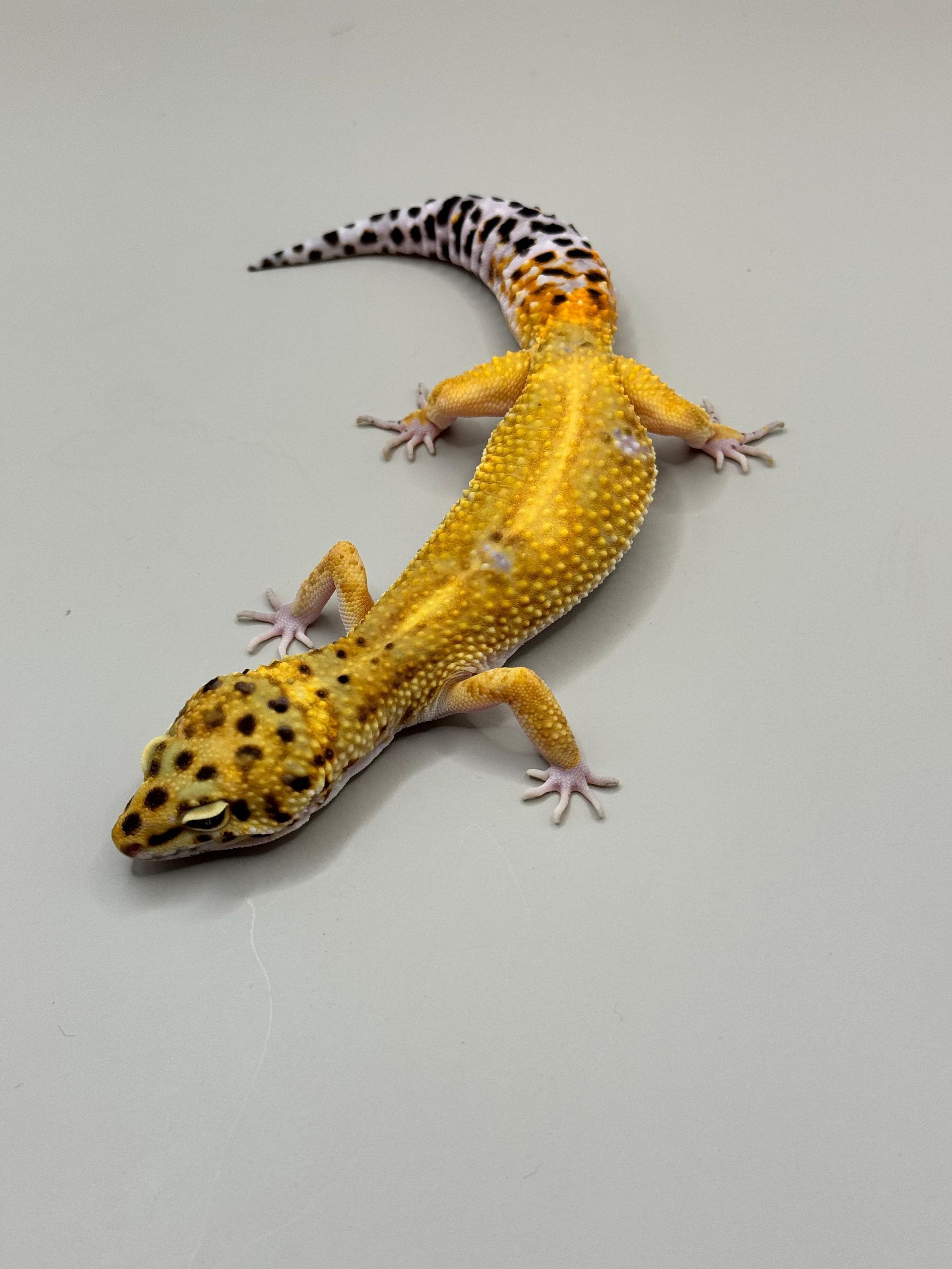 Geckos Leopardo en venta