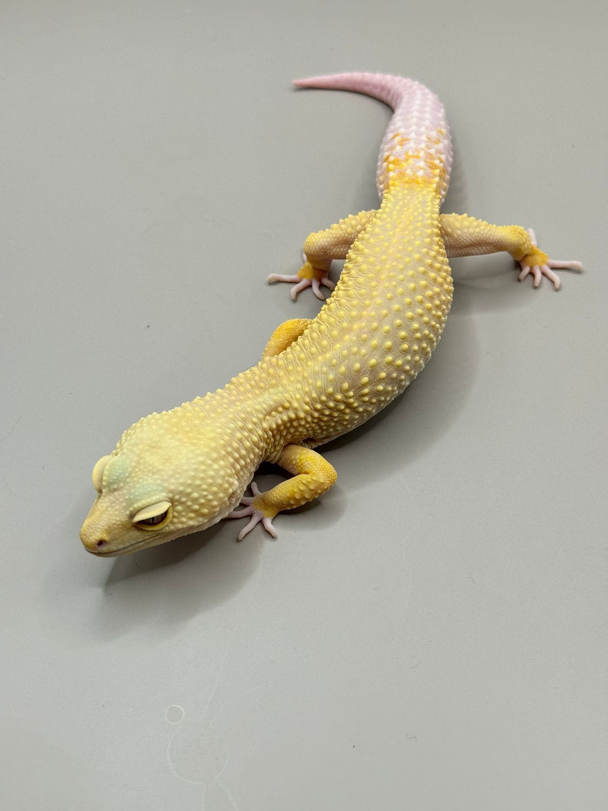 Geckos Leopardo en Venta