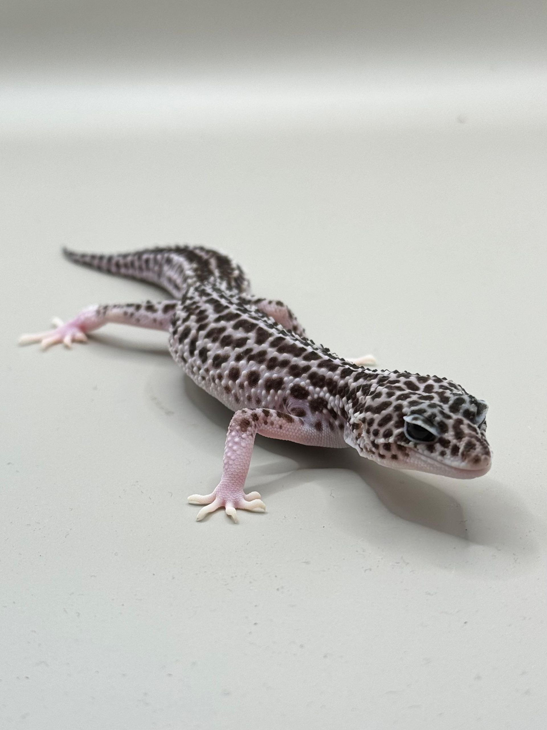 Geckos Leopardo en Venta