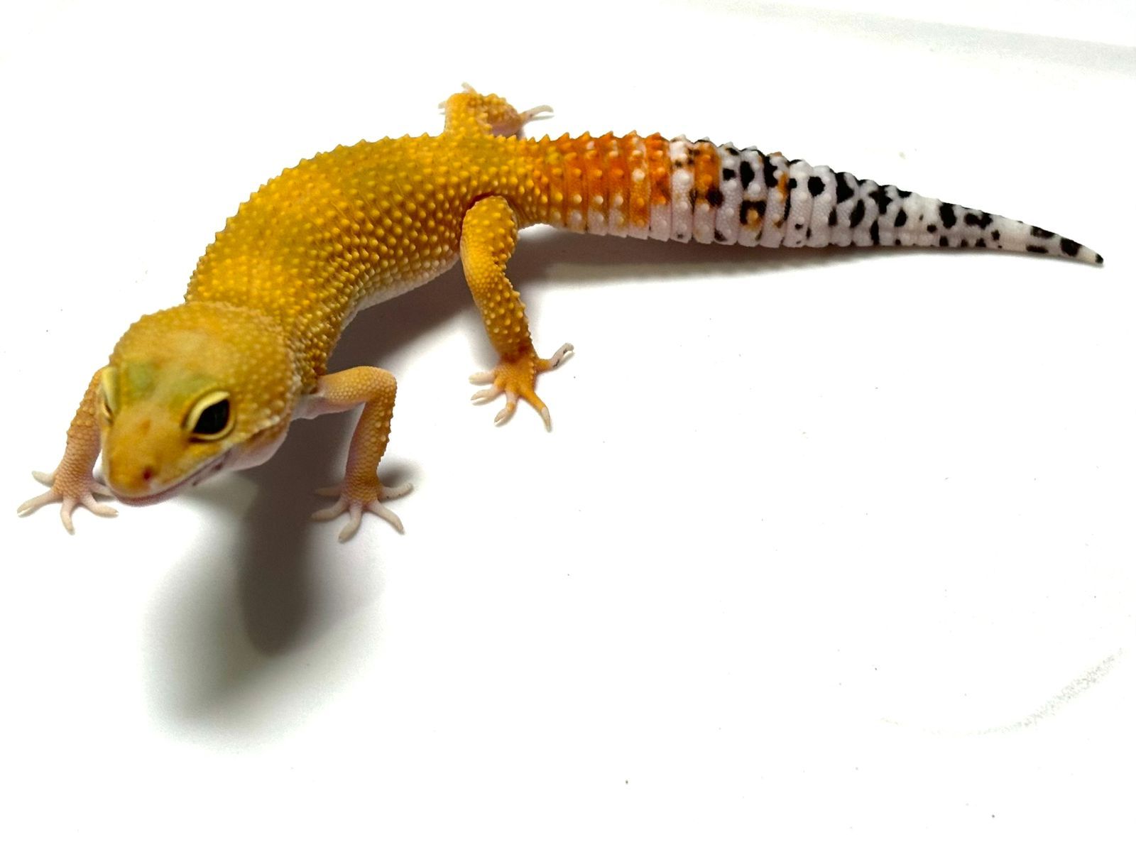 Geckos Leopardo en venta