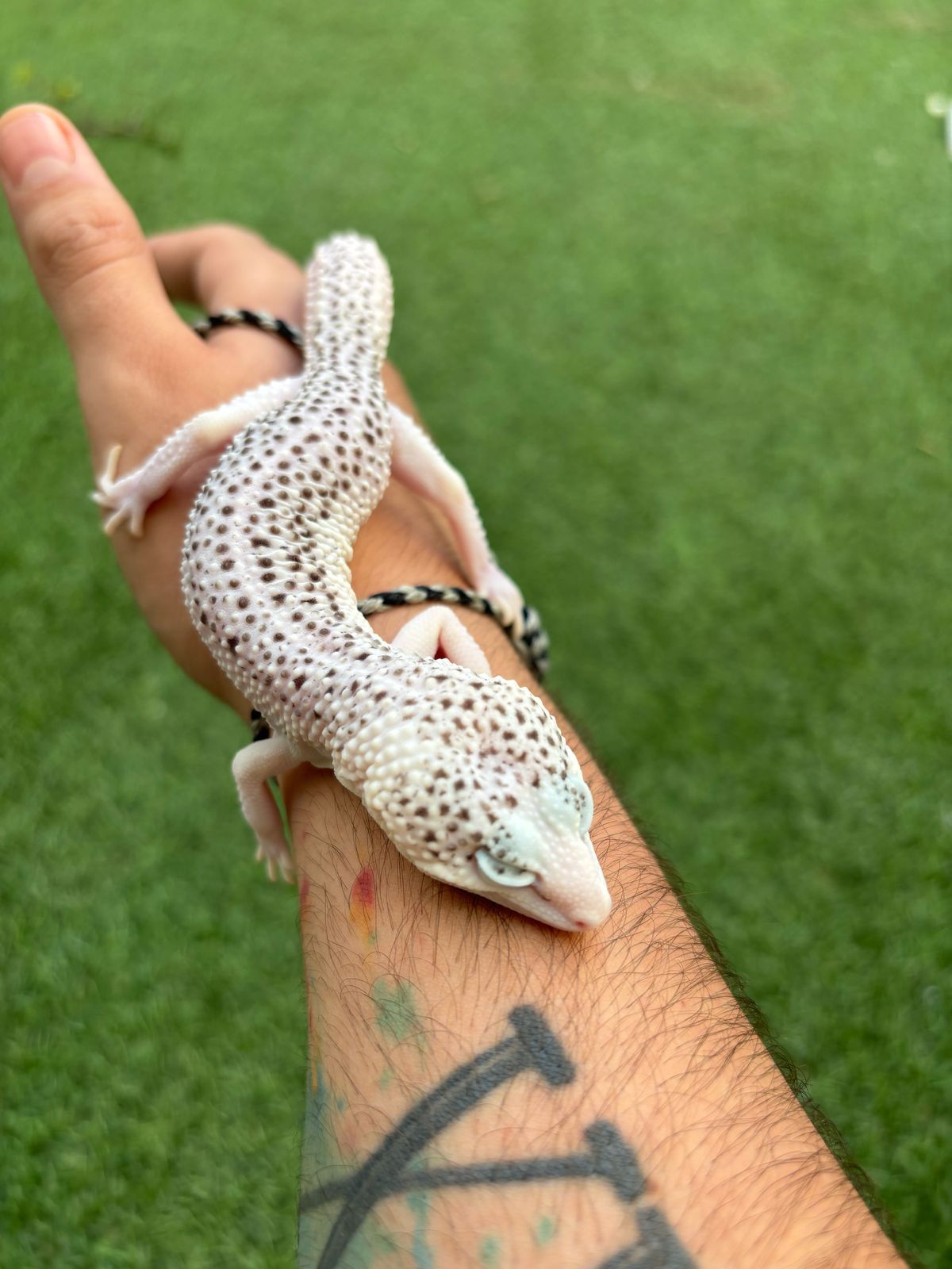 Geckos Leopardo en Venta