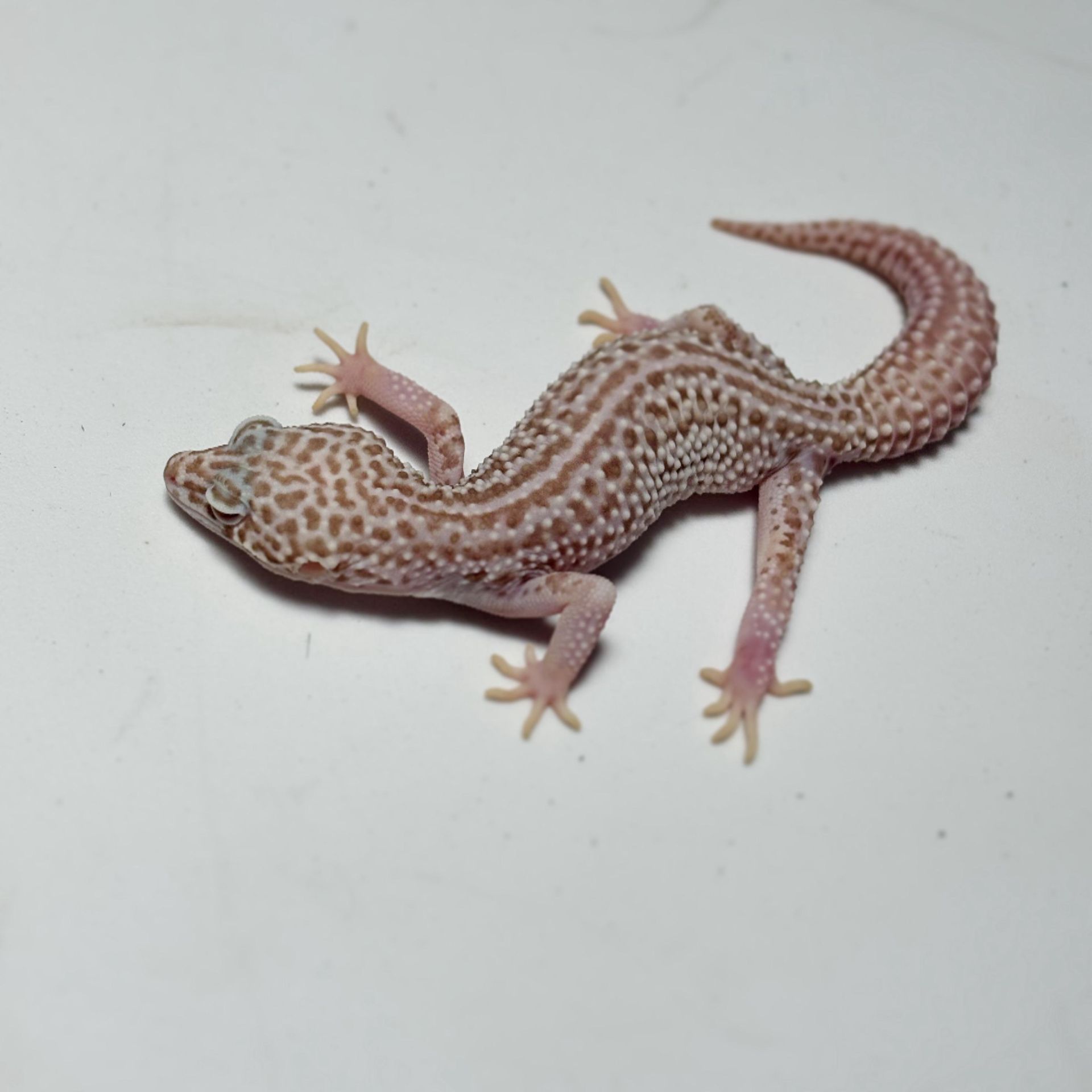 Geckos Leopardo en Venta