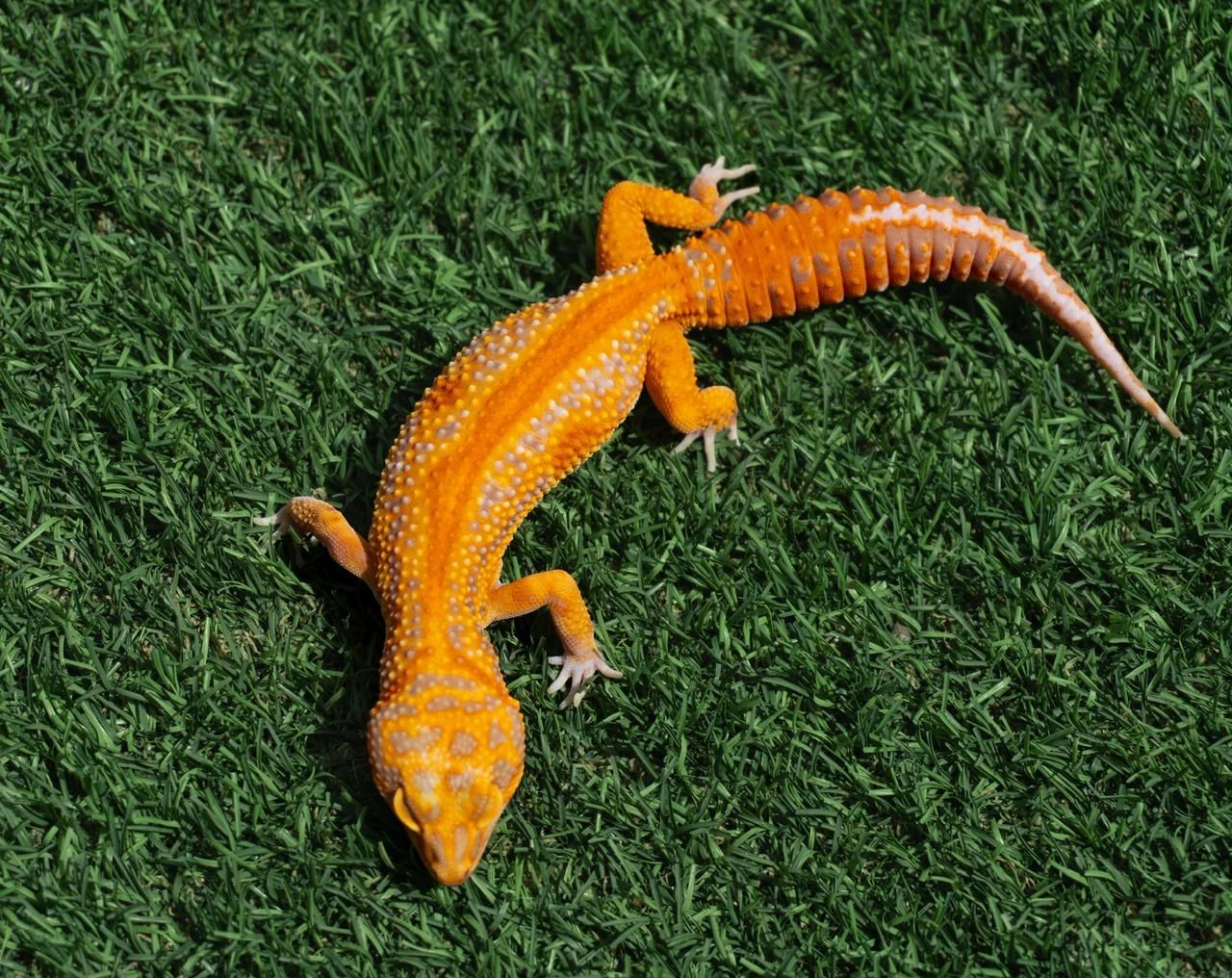 Geckos Leopardo en Venta