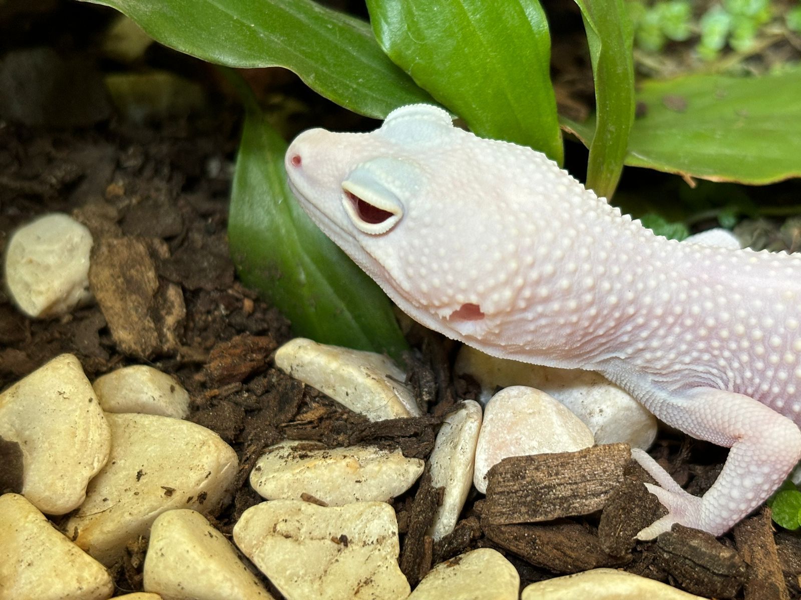 Geckos Leopardo en Venta