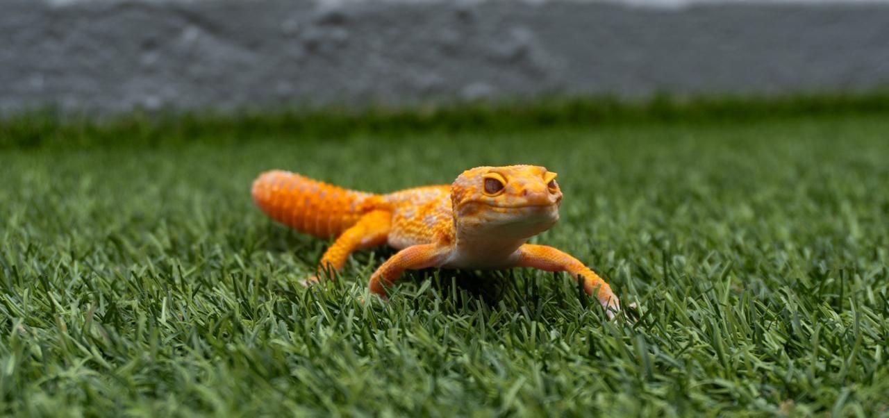 Geckos Leopardo en Venta