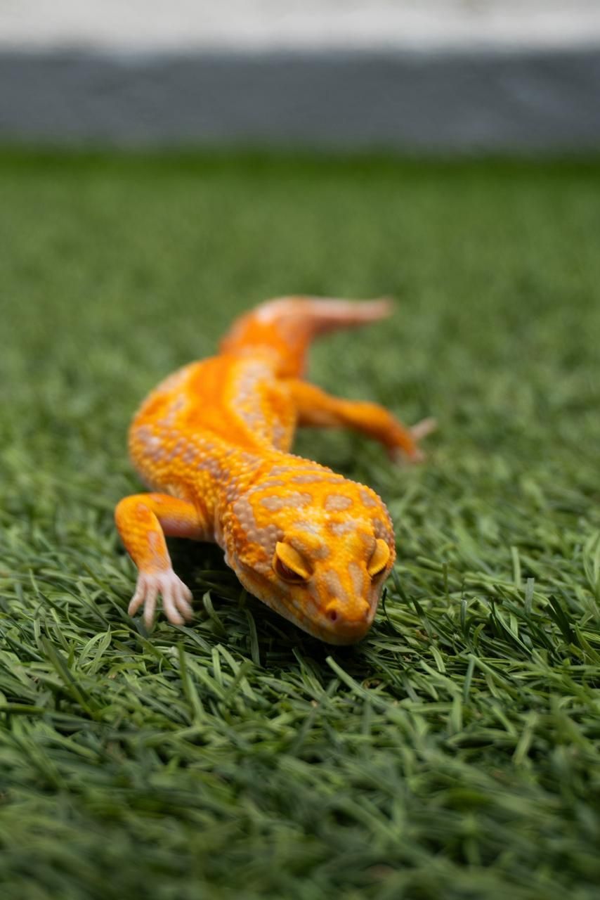 Geckos Leopardo en Venta