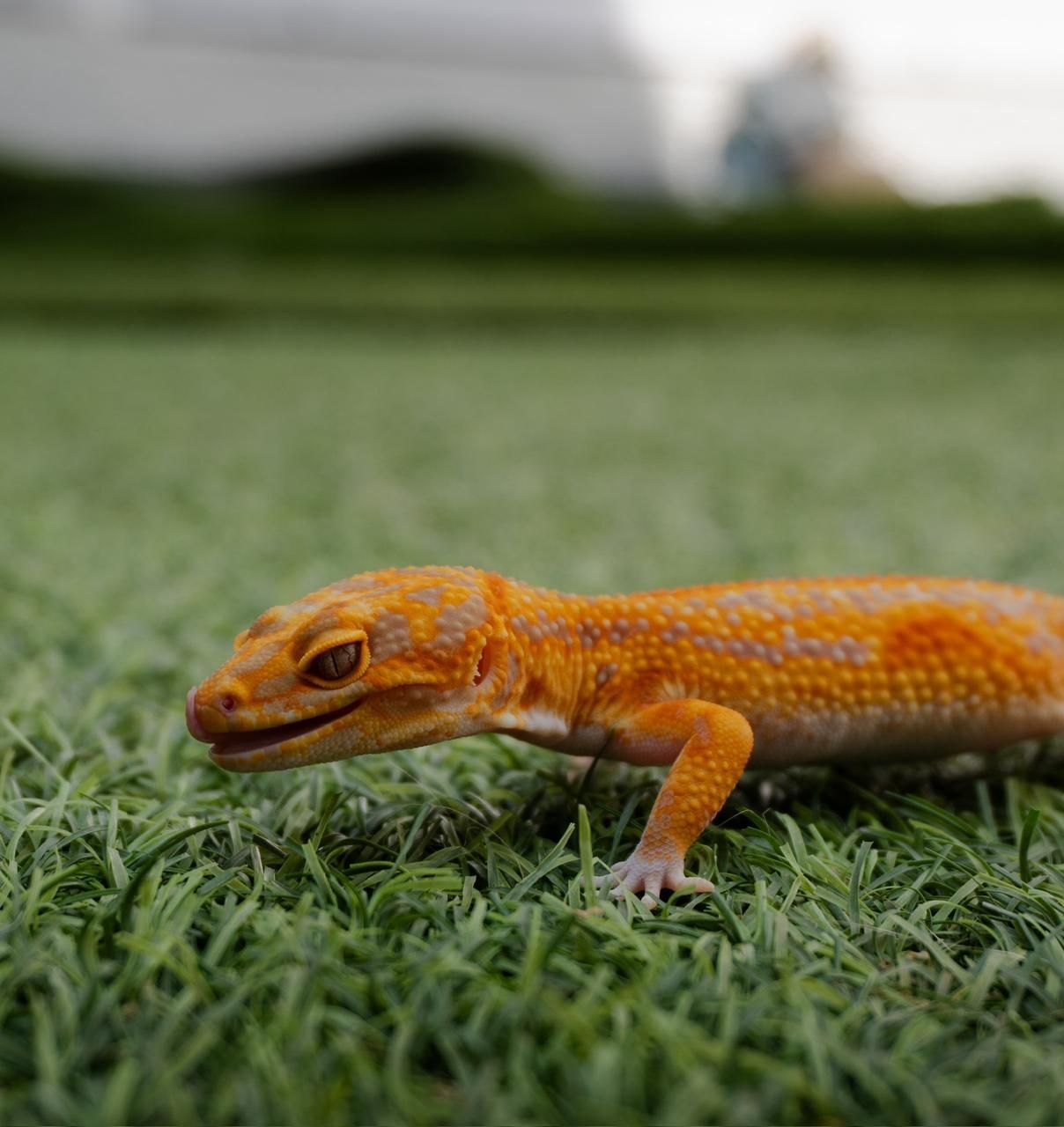 Geckos Leopardo en Venta