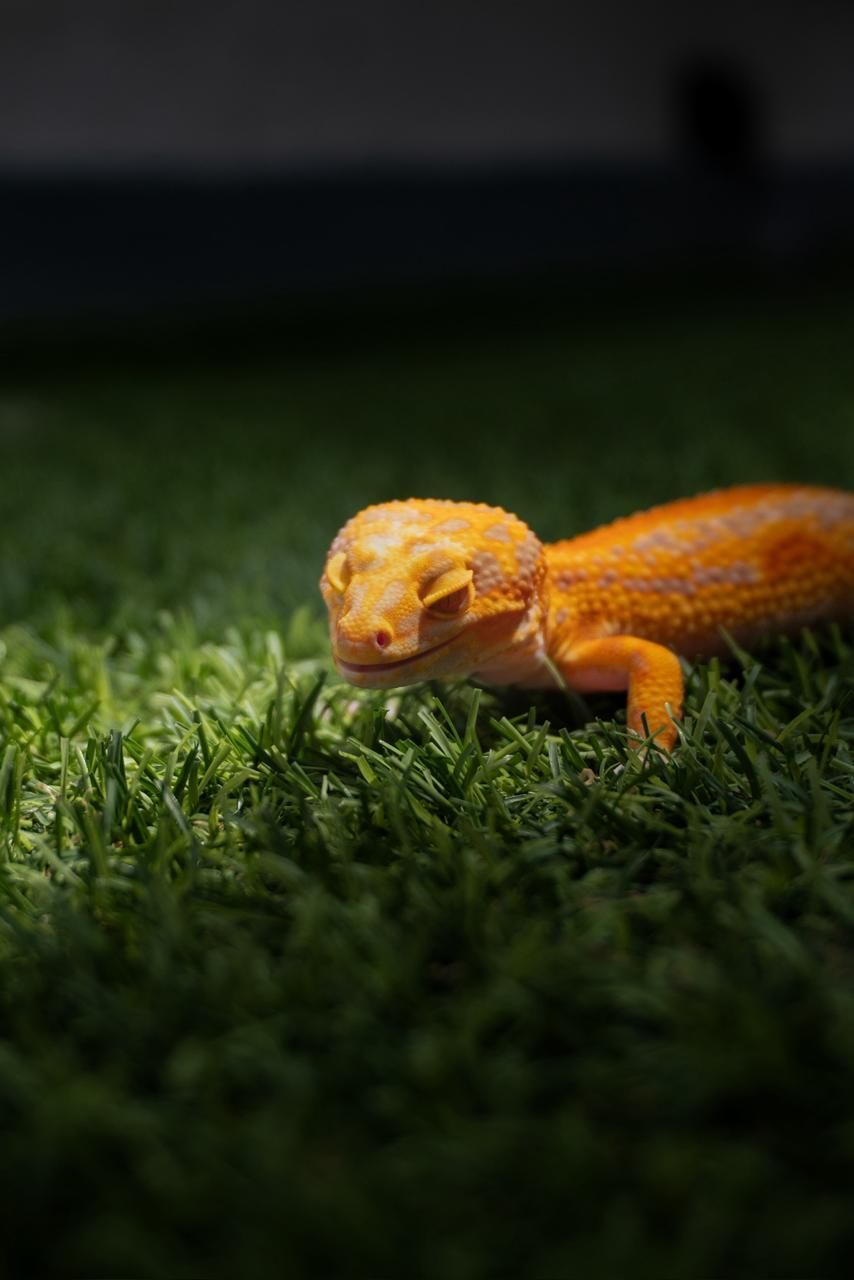 Geckos Leopardo en Venta