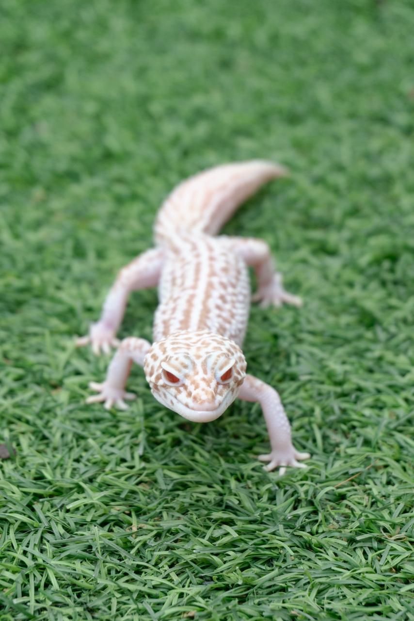 Geckos Leopardo en Venta