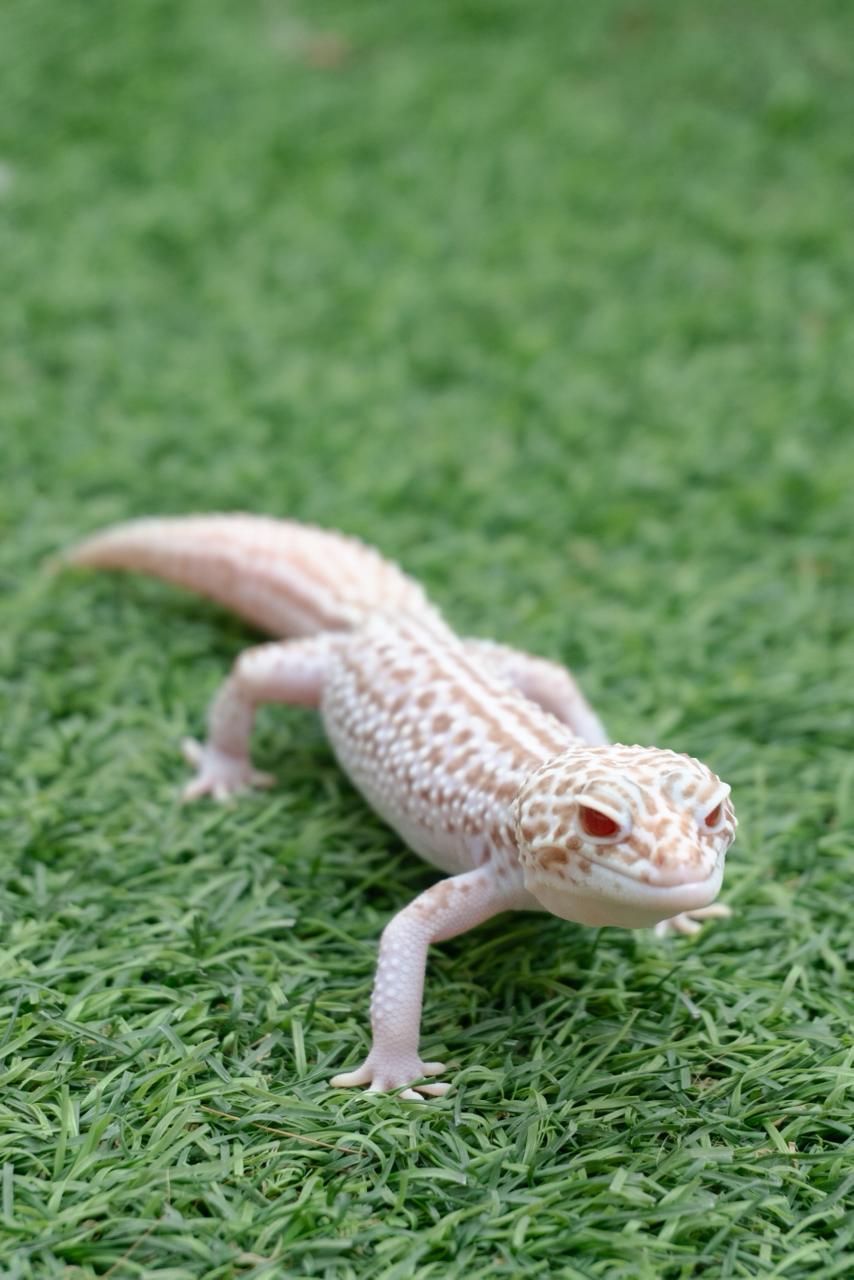 Geckos Leopardo en Venta