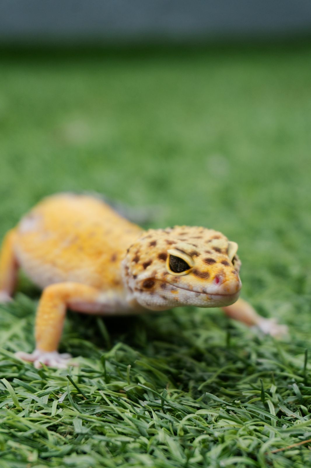 Geckos Leopardo en Venta