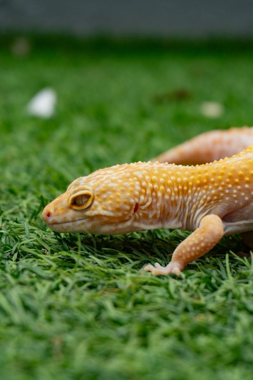 Geckos Leopardo en Venta