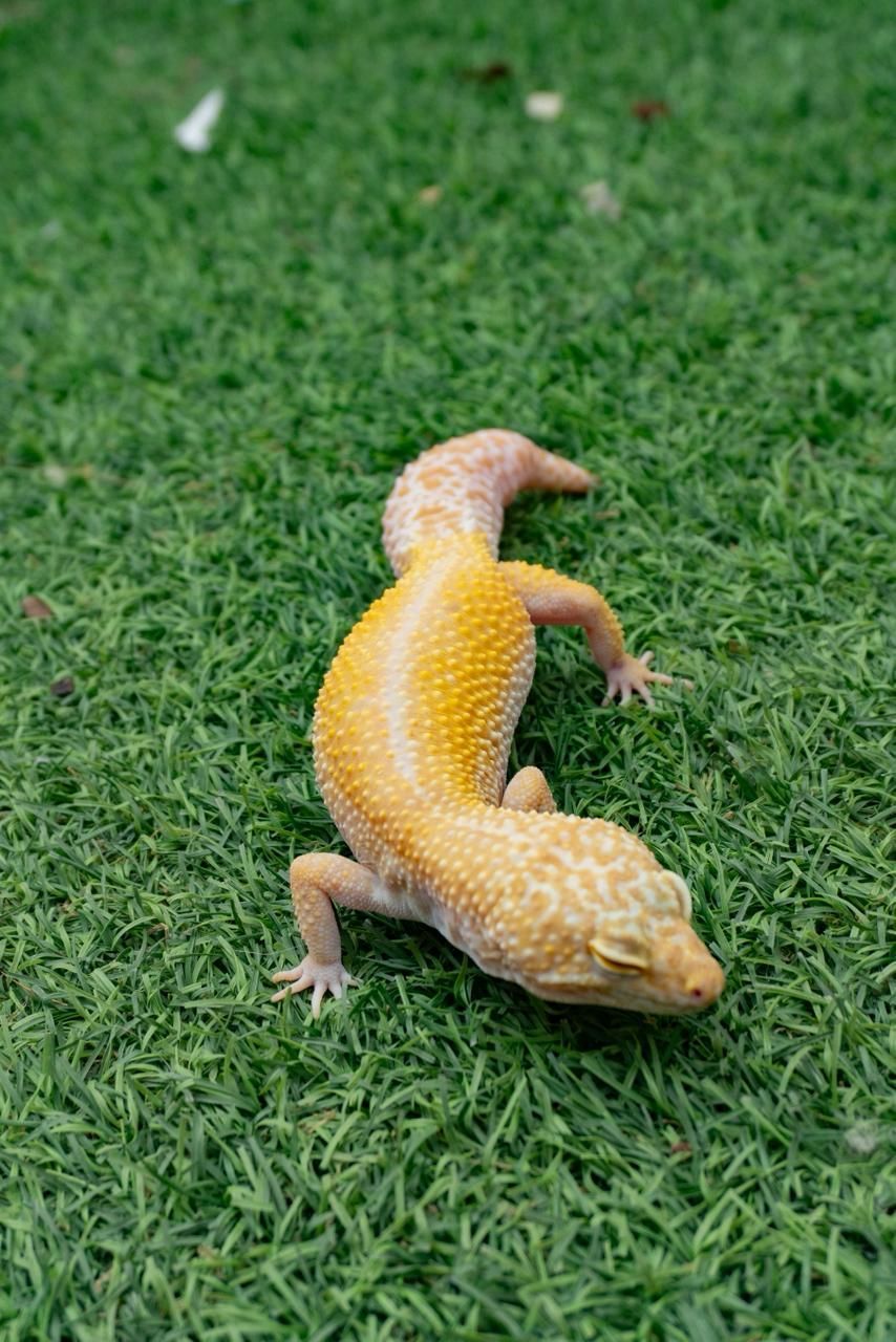 Geckos Leopardo en Venta