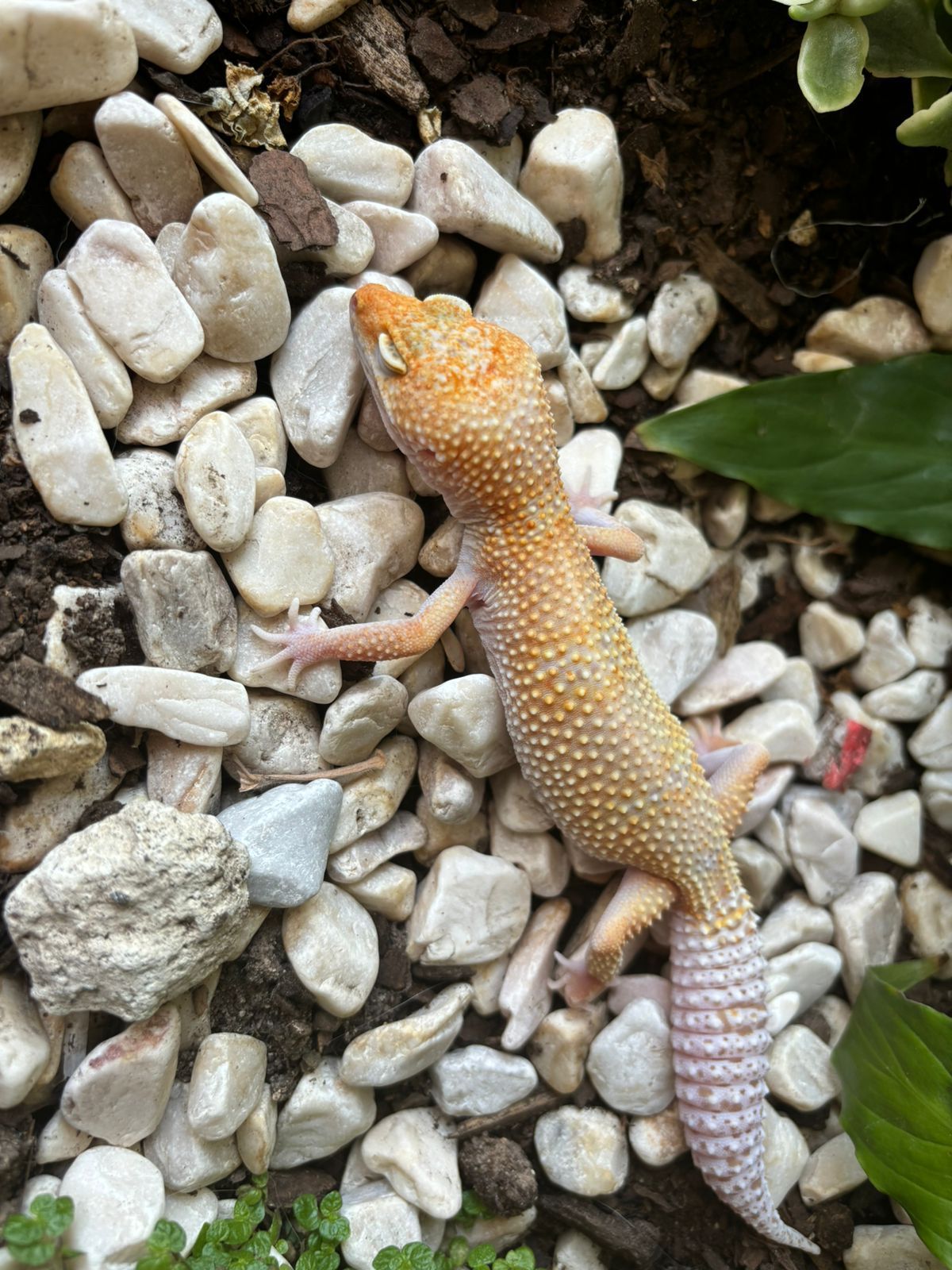 Geckos Leopardo en Venta