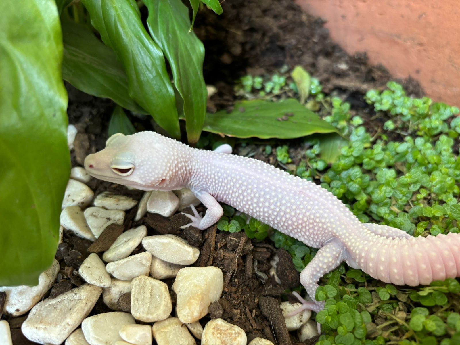 Geckos Lepardo en Venta