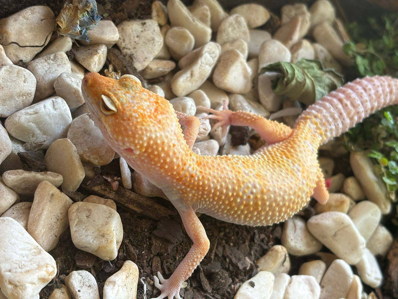 Geckos Leopardo en Venta