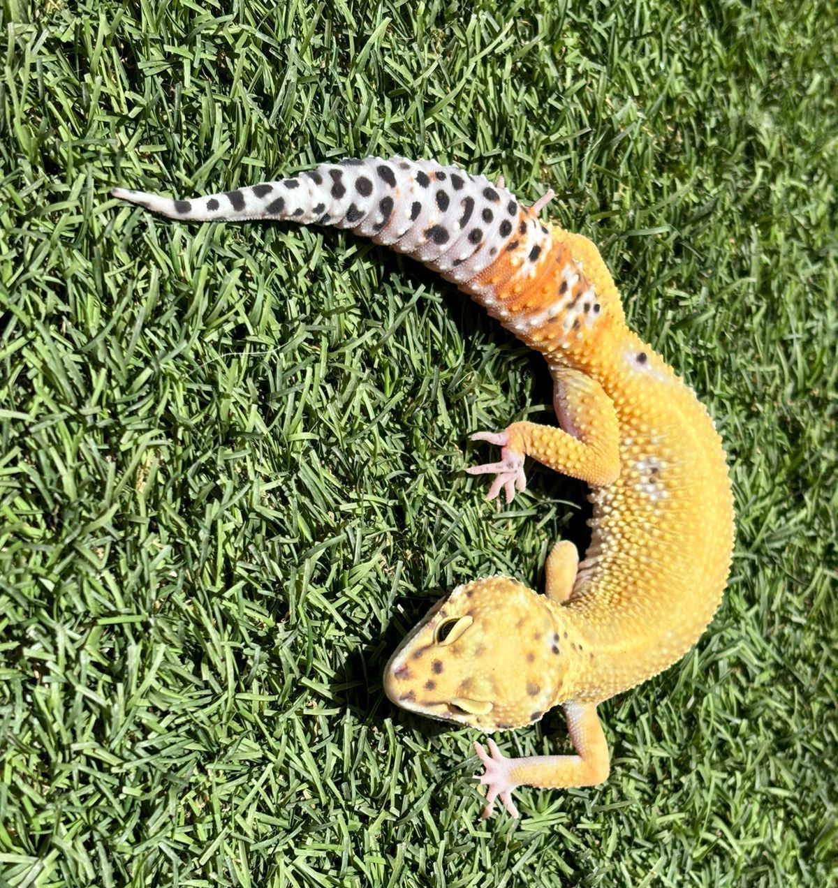 Geckos Leopardo en Venta