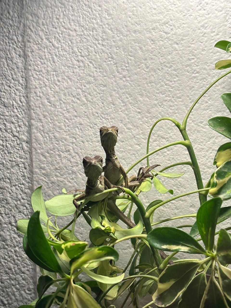 Hydrosaurus en Venta