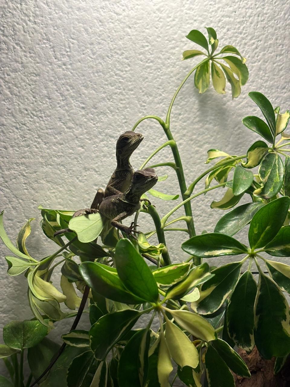 Hydrosaurus en Venta