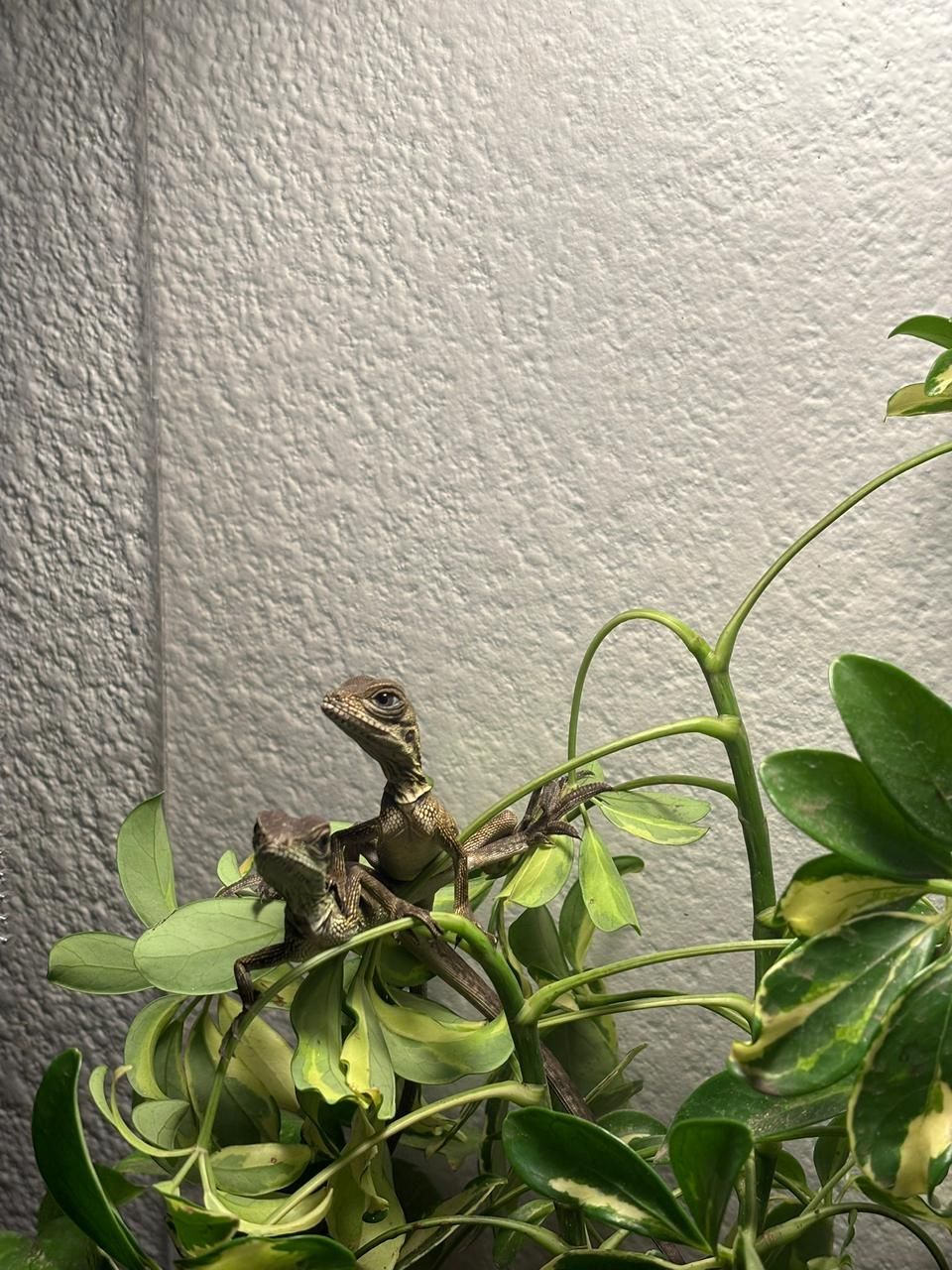 Hydrosaurus en Venta