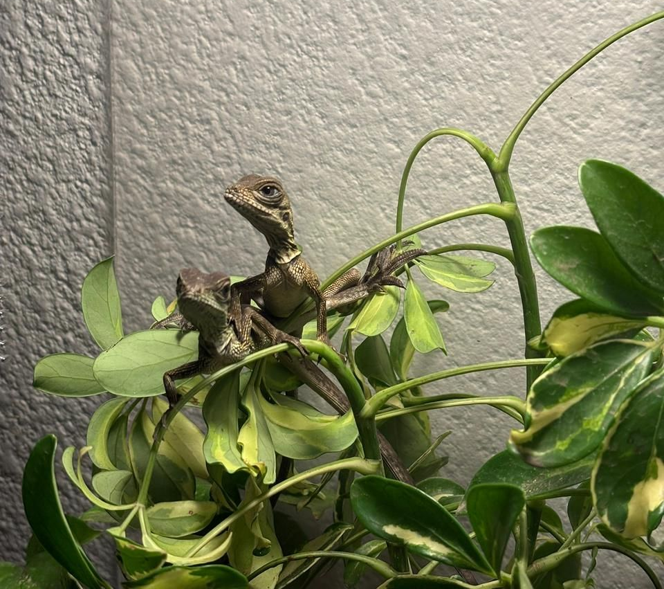 Hydrosaurus Celebensis en Mexico