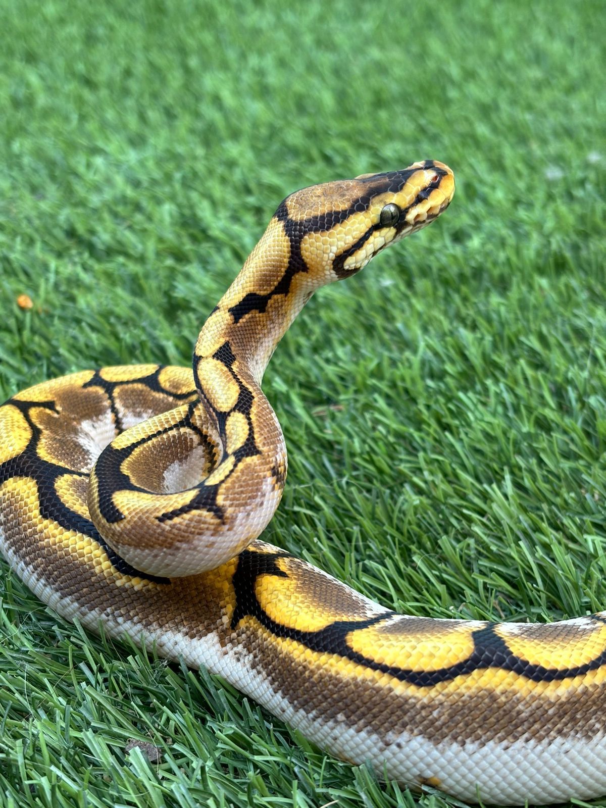 Reptiles en Venta