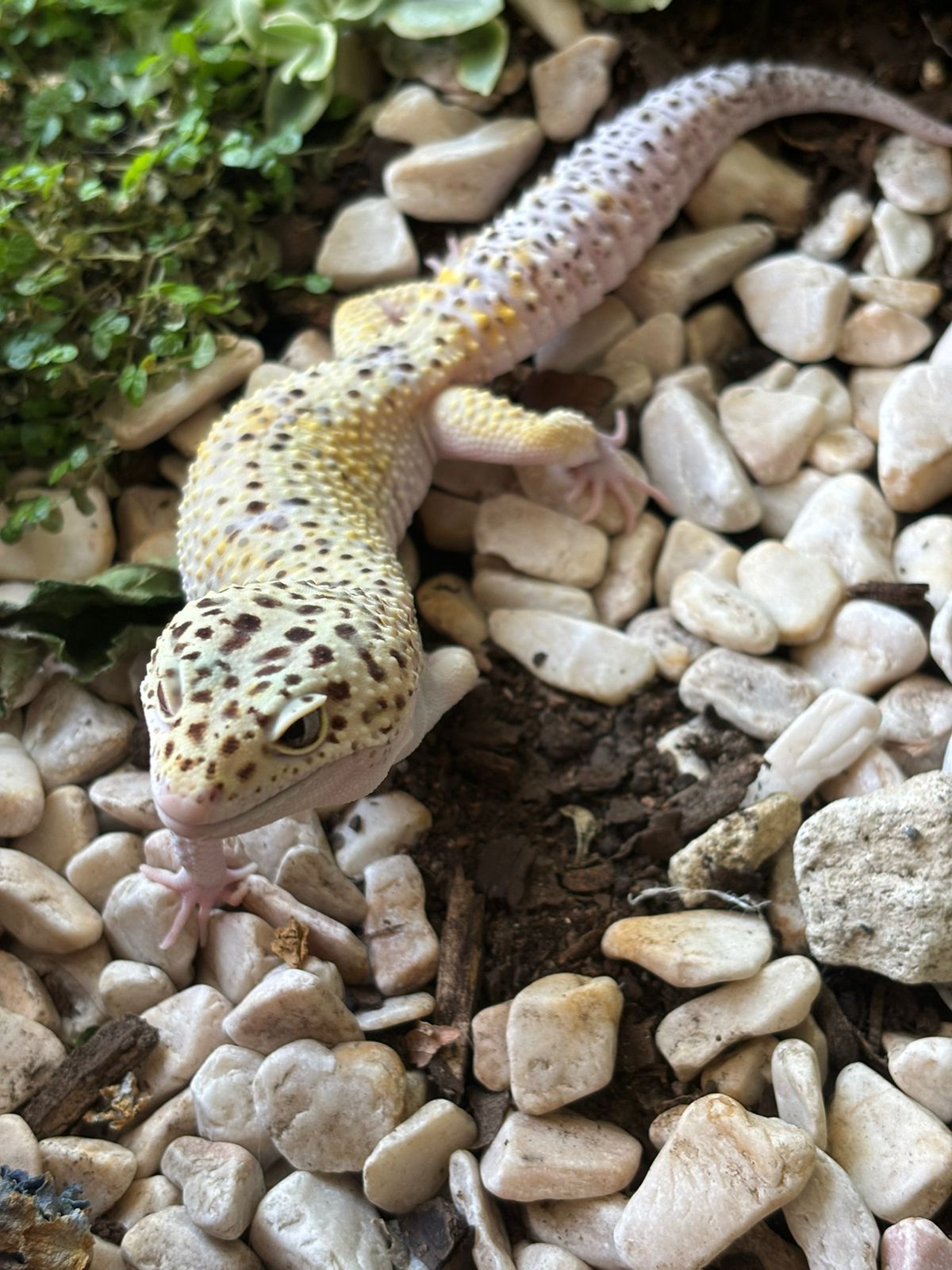 Reptiles en Venta