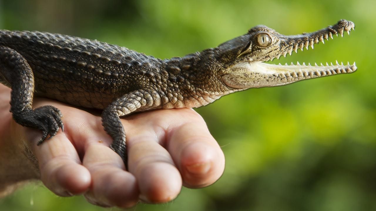 reptiles en venta