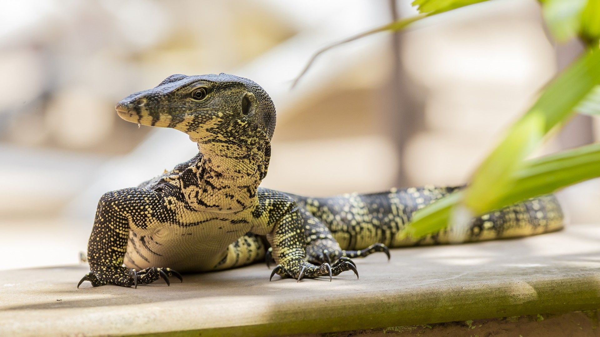 Reptiles en Venta